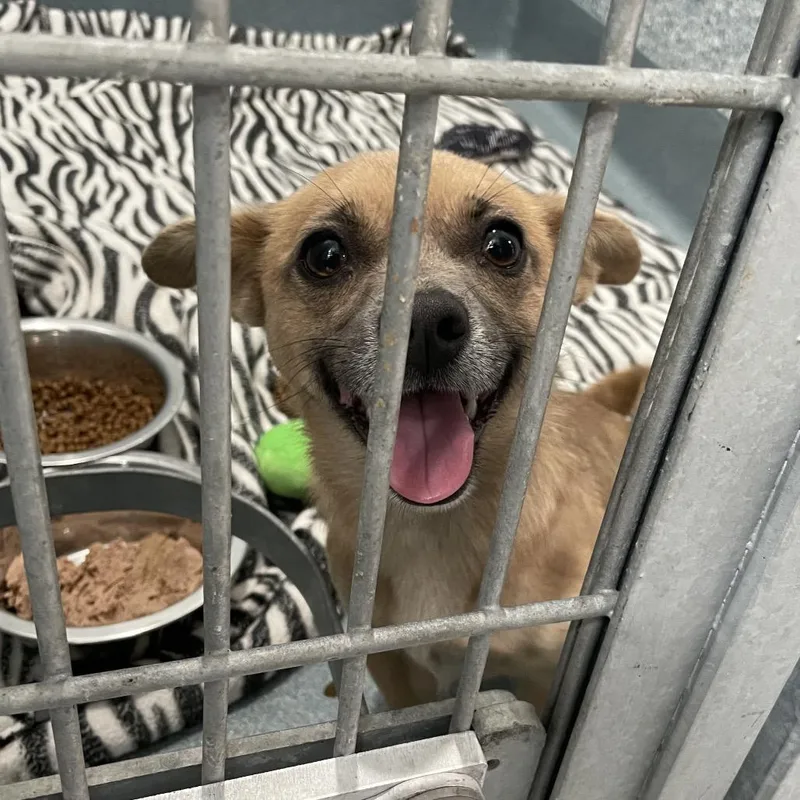 A young small-sized female Brown / Chocolate Chihuahua dog named Regina for adoption in Hawthorne, CA