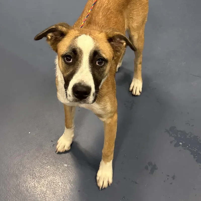 A young medium-sized female Yellow / Tan / Blond / Fawn Mixed Breed dog named Lolli Banana for adoption in Greensboro, NC
