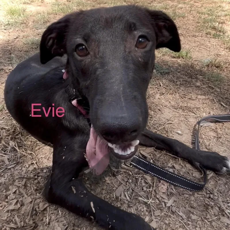 A young medium-sized female German Shepherd Dog dog named Evie for adoption in Queen City, TX