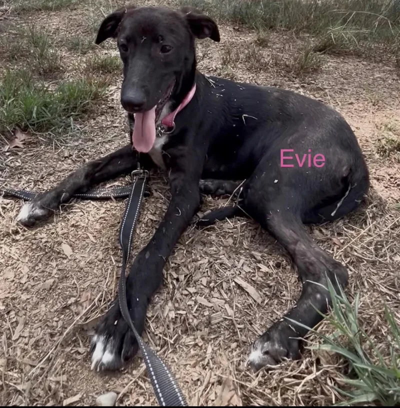 Evie thumbnail 2