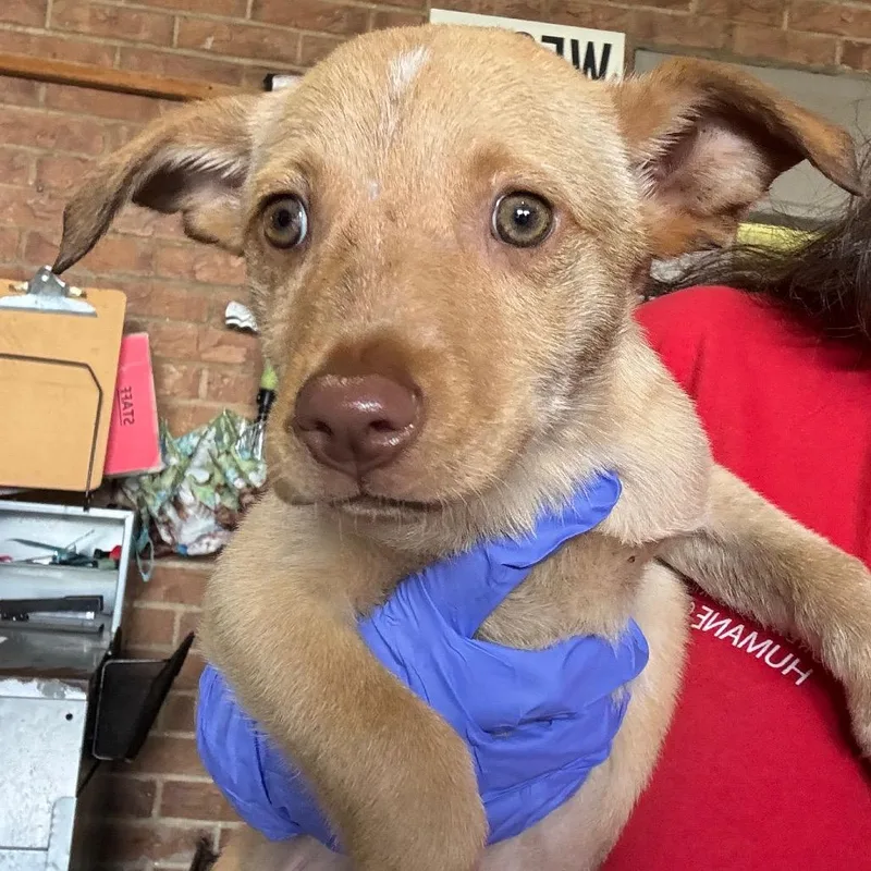 A baby small-sized male White / Cream Pit Bull Terrier dog named Pratt for adoption in Birmingham, AL