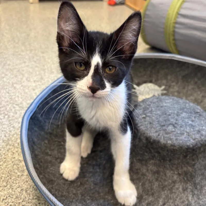 A baby small-sized male Black Domestic Short Hair cat named Macadamia for adoption in Naperville, IL