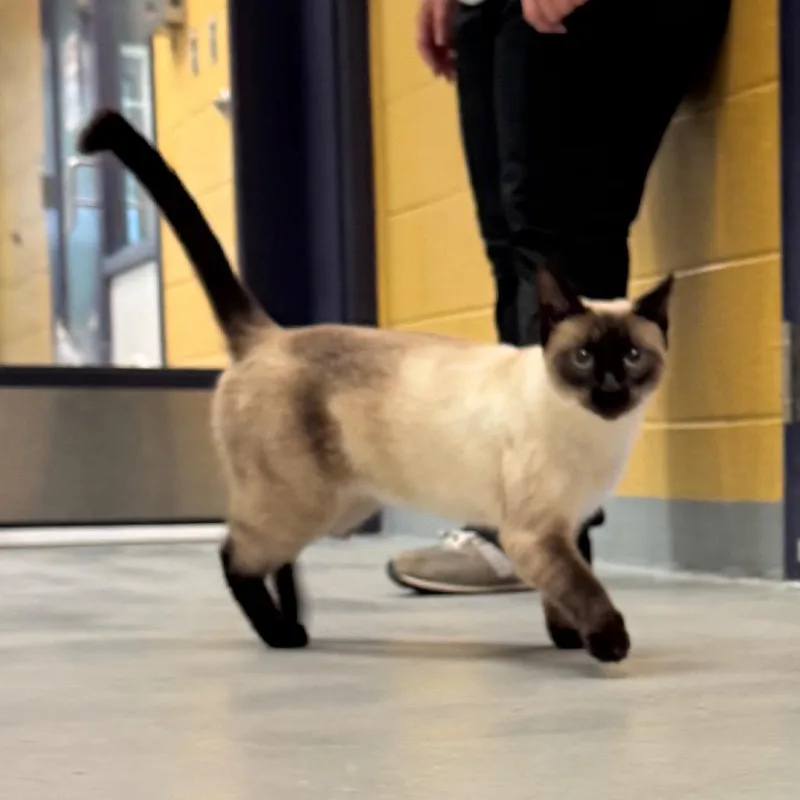 An adult medium-sized female Seal Point Domestic Short Hair cat named Practical Magic for adoption in Charlottesville, VA