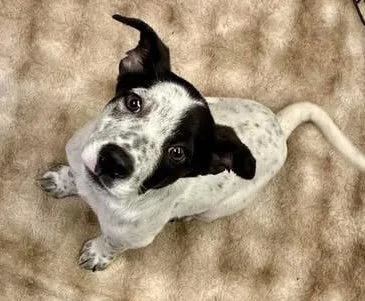 A baby medium-sized male Australian Cattle Dog / Blue Heeler dog named Todd for adoption in Polson, MT