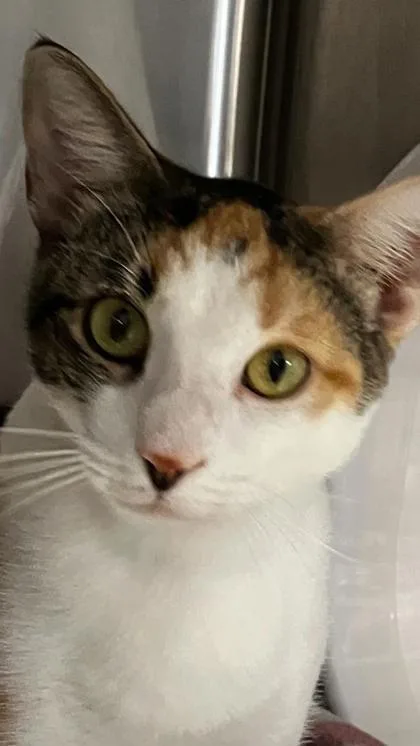 An adult small-sized female Domestic Short Hair cat named Tapestry for adoption in Venice, FL