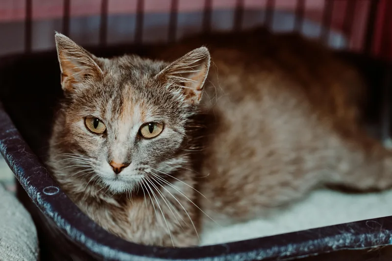 An adult medium-sized female Domestic Short Hair cat named Crab for adoption in Le Mars, IA