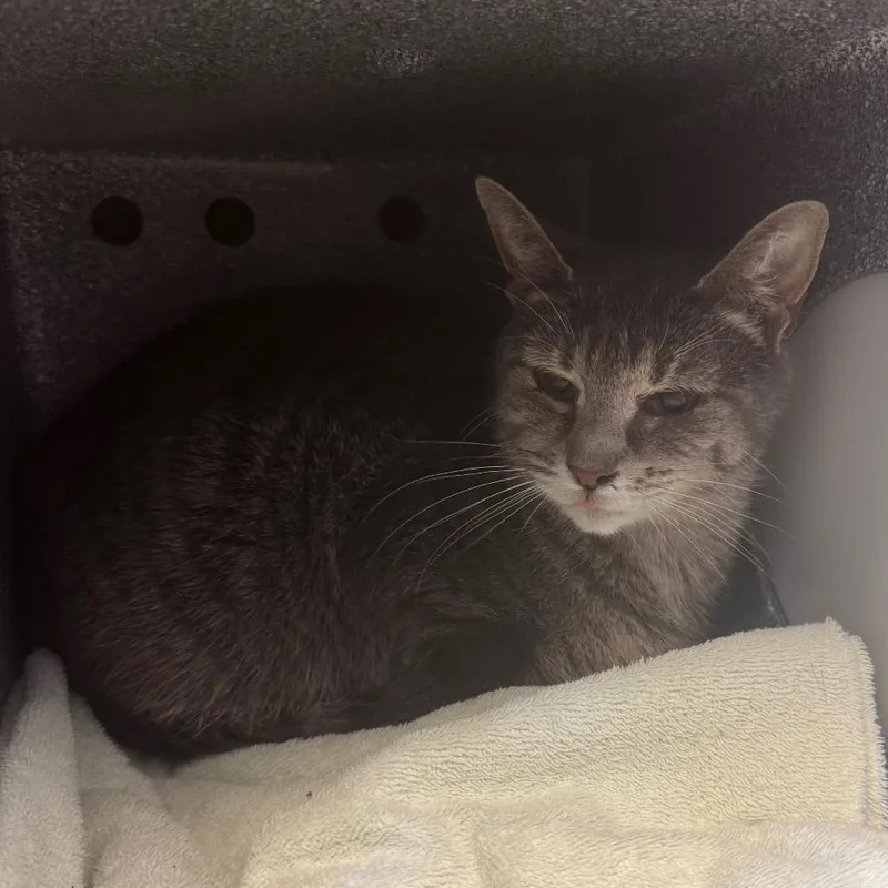 An adult medium-sized female Gray / Blue / Silver Domestic Short Hair cat named Sharon for adoption in Birdsboro, PA