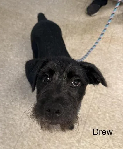 Drew