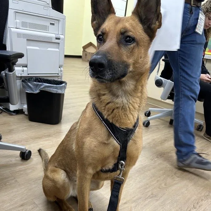 An adult medium-sized female Brown / Chocolate Shepherd dog named Loka for adoption in Verona, VA