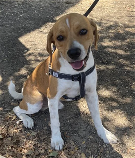 A young medium-sized male Mixed Breed dog named Waddles for adoption in Dallas, TX