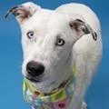 A young medium-sized female Husky dog named Opal for adoption in Tampa, FL