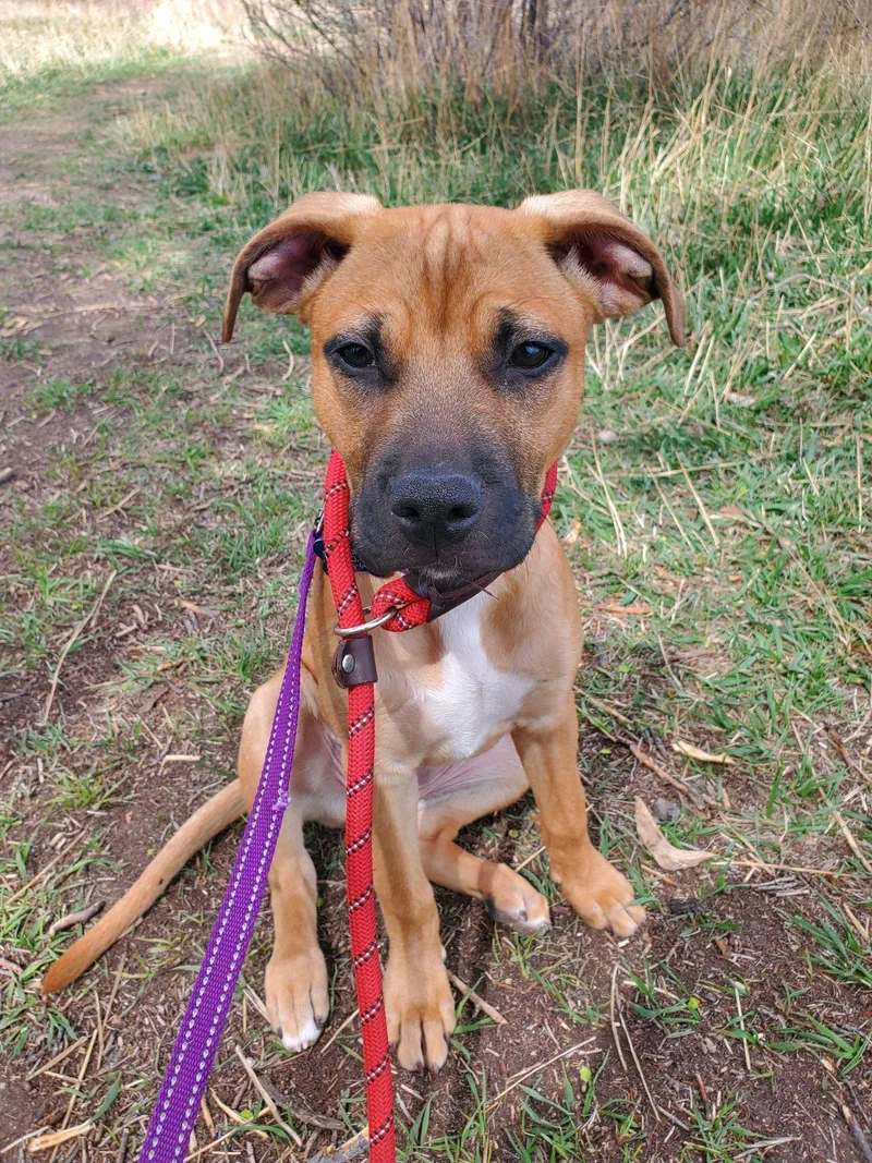 A baby large-sized female Yellow / Tan / Blond / Fawn Pit Bull Terrier dog named Quinnie for adoption in Pueblo, CO