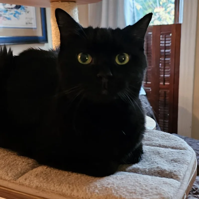 An adult small-sized female Black Domestic Short Hair cat named Bali for adoption in Reisterstown, MD