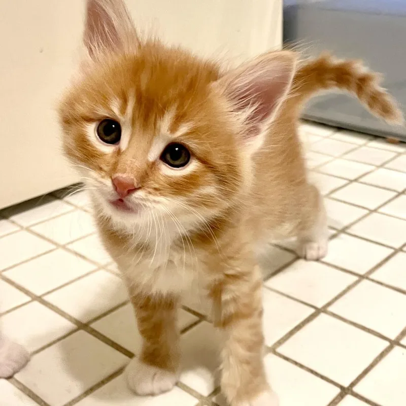 A baby small-sized male Domestic Short Hair cat named Furball for adoption in Hailey, ID