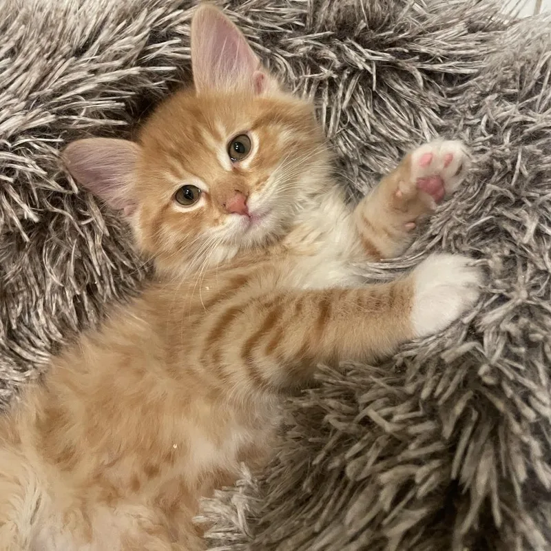 Furball thumbnail 2