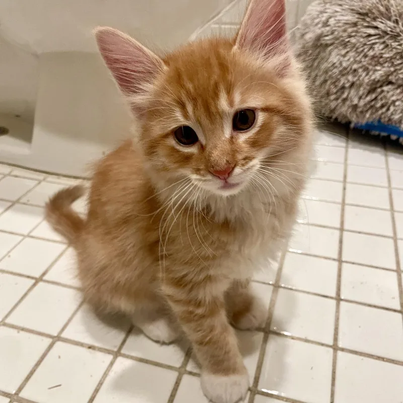 Furball thumbnail 3