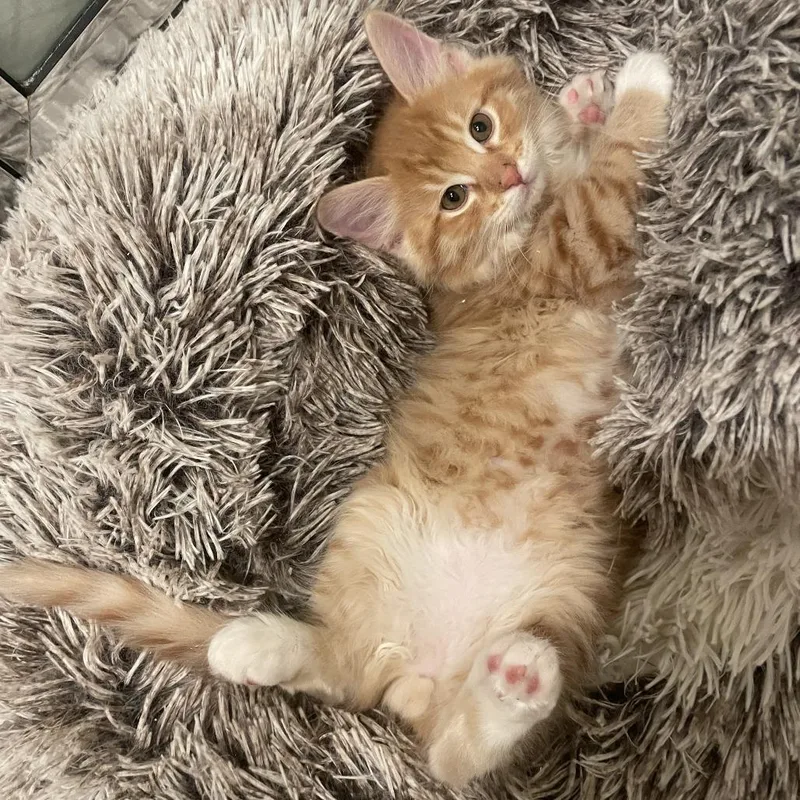 Furball thumbnail 4