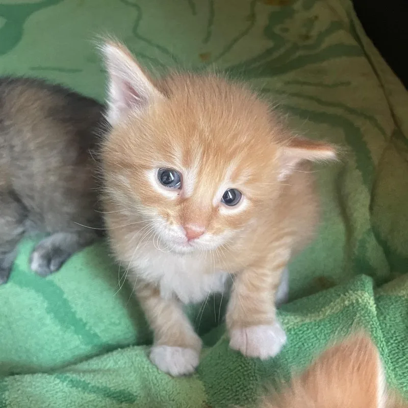 Furball thumbnail 5