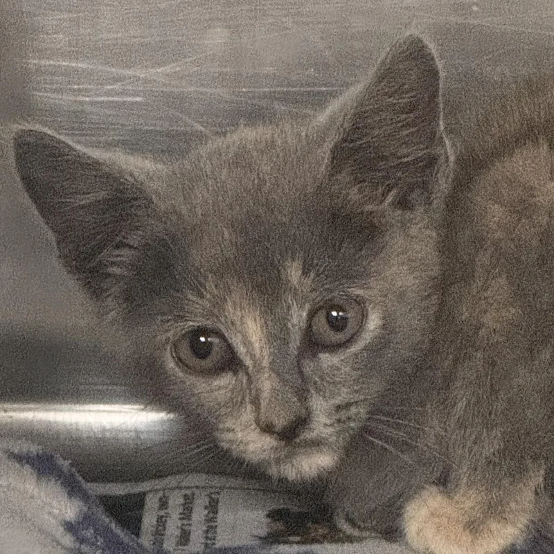A baby small-sized female Calico Domestic Short Hair cat named Kanab for adoption in Marion, VA