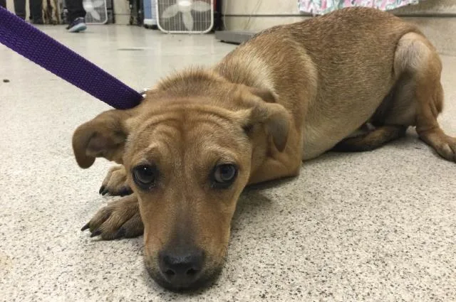 A baby small-sized female Chihuahua dog named Shanty for adoption in Riverside, CA