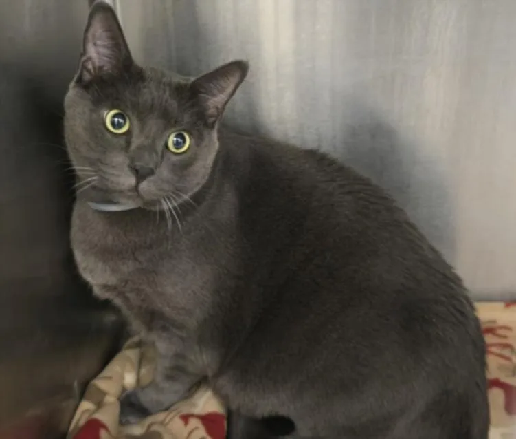 An adult large-sized male Domestic Short Hair cat named Romeo for adoption in Van Nuys, CA