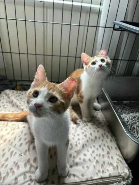 A baby medium-sized male Orange & White Domestic Short Hair cat named Bonded Trio Goose for adoption in BUTLER, PA