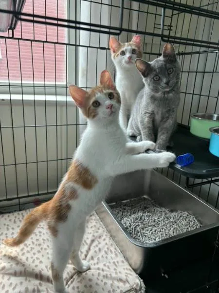 Bonded Trio Goose  thumbnail 5