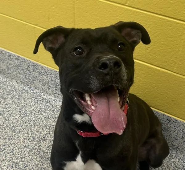 An adult large-sized male Pit Bull Terrier dog named Barley for adoption in Golden, CO