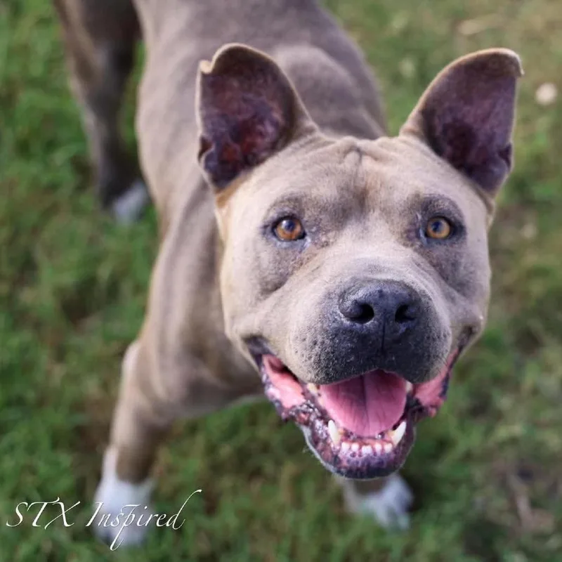 A senior medium-sized male Gray / Blue / Silver Mixed Breed dog named Chockey AKA Rocky for adoption in Frederiksted, VI