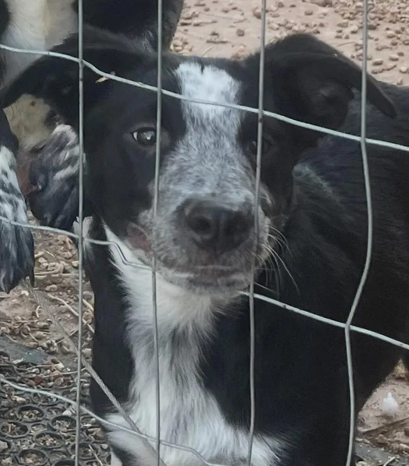 A baby medium-sized male Black Australian Cattle Dog / Blue Heeler dog named Toby for adoption in Longmont, CO