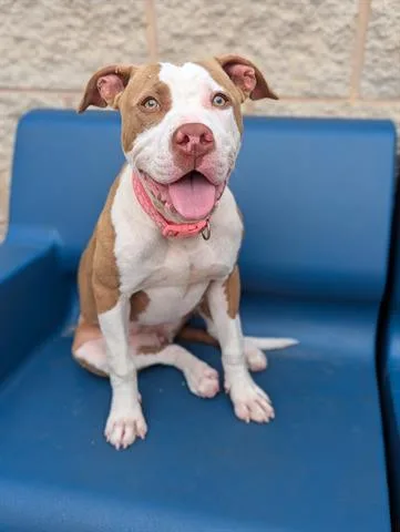 A young small-sized female Pit Bull Terrier dog named Cardi for adoption in Dayton, OH
