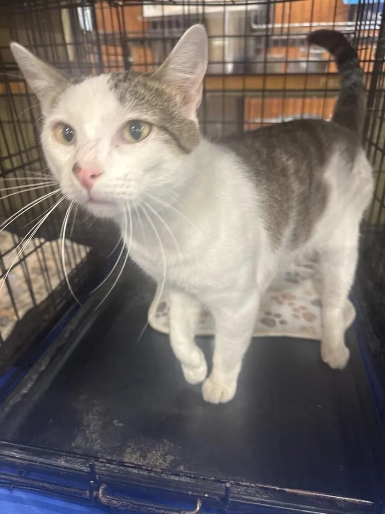 A young medium-sized male Gray & White Domestic Short Hair cat named Prince for adoption in Gonzales, LA