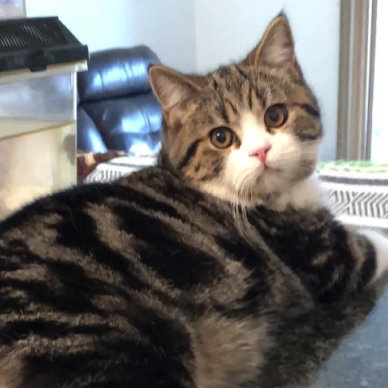 An adult large-sized male Brown / Chocolate British Shorthair cat named Bobo for adoption in Chicago, IL