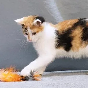 A baby medium-sized female Calico cat named Stella for adoption in Maynardville, TN