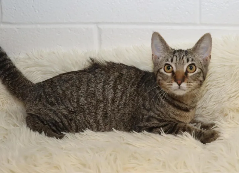 A baby medium-sized female Tabby (Brown / Chocolate) Tabby cat named Sugar for adoption in Euclid, OH