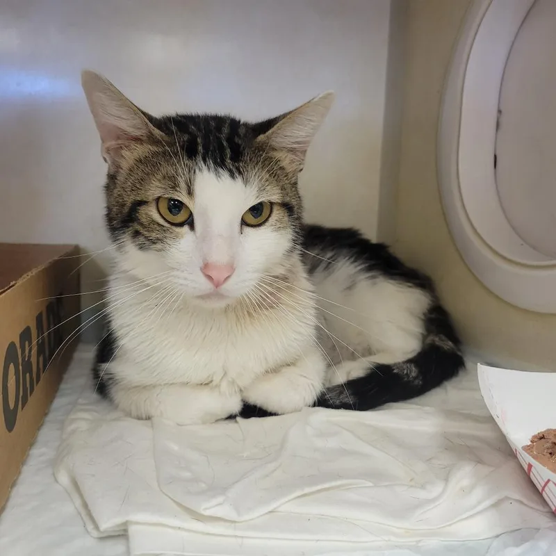 An adult medium-sized male White Domestic Short Hair cat named Harold for adoption in Westminster, CA