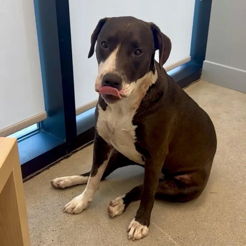 Honey Bun thumbnail 2