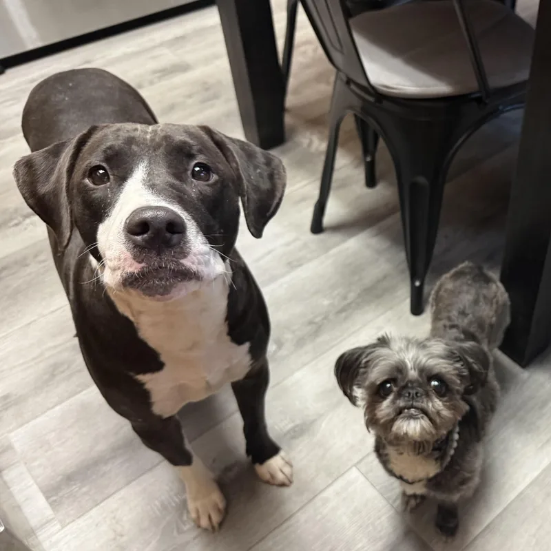 Honey Bun thumbnail 3