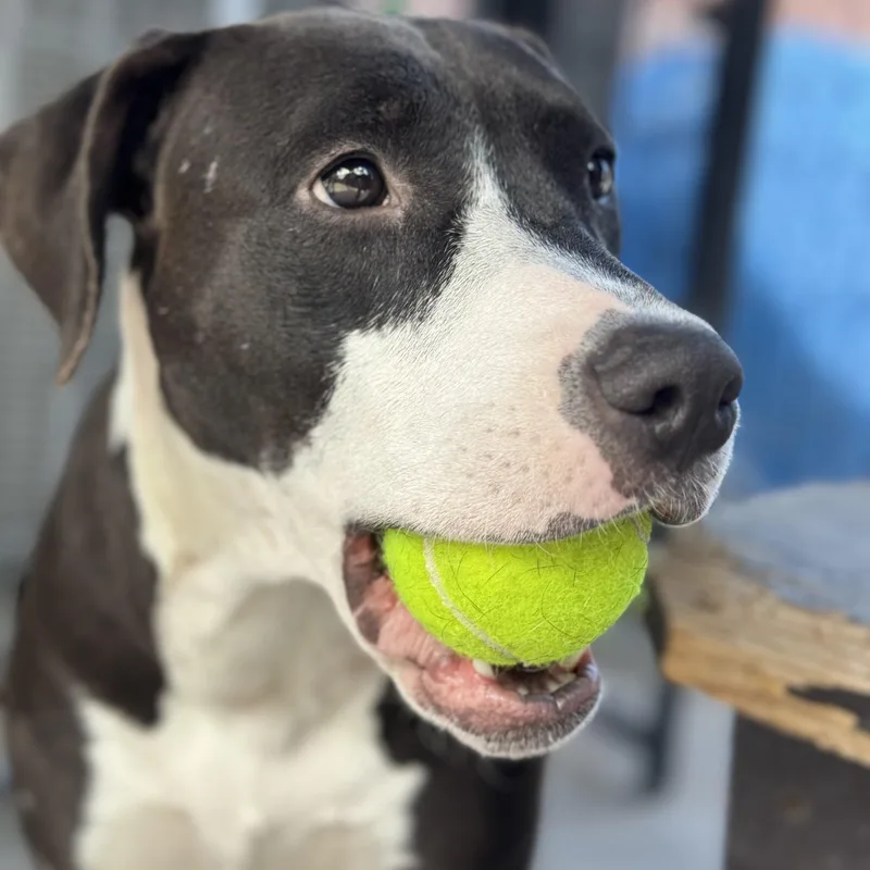 Honey Bun thumbnail 4