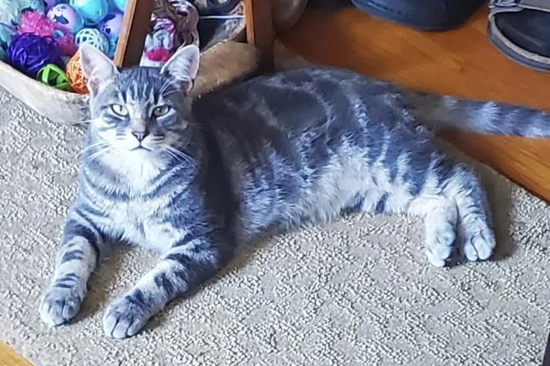 A young medium-sized male Domestic Short Hair cat named Cooper for adoption in Salem, NH