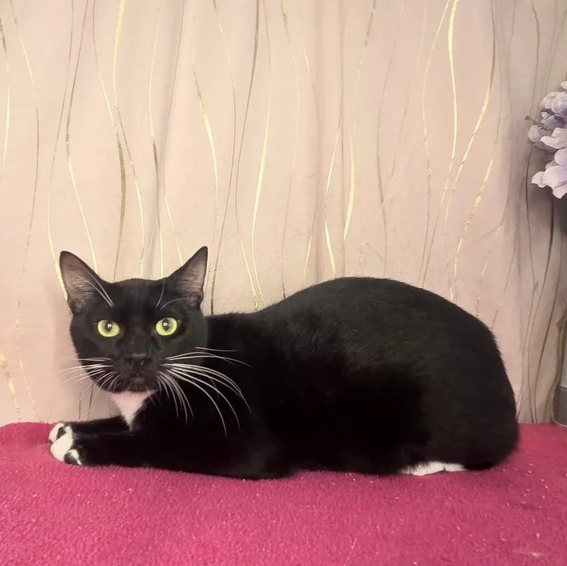 A young medium-sized male Black & White / Tuxedo Domestic Short Hair cat named Veil for adoption in Long Beach, MS