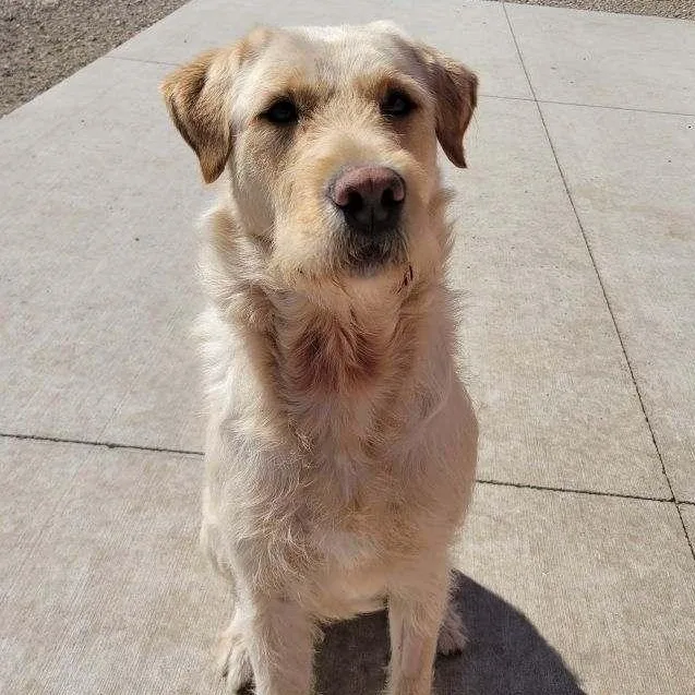 A young large-sized male Apricot / Beige Labrador Retriever dog named Diego for adoption in Spencer, IA