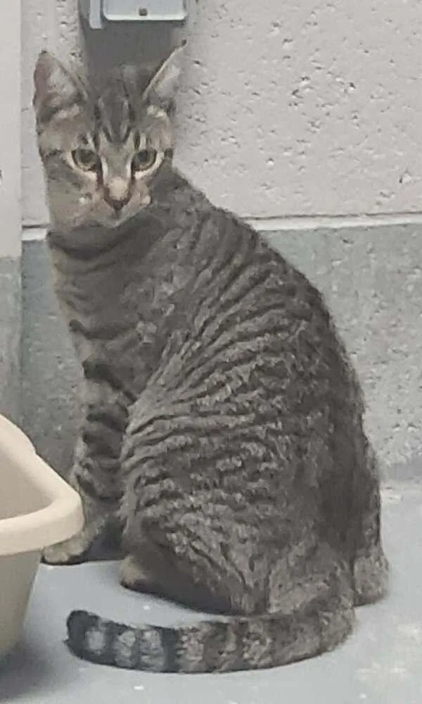 A young medium-sized male Domestic Short Hair cat named Saffron for adoption in Lexington, TN