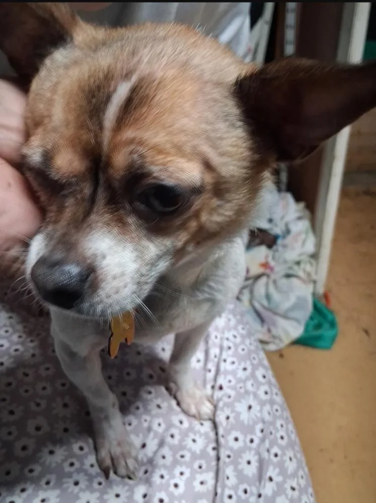 An adult small-sized female Chihuahua dog named Phoebe for adoption in Evansville, IN