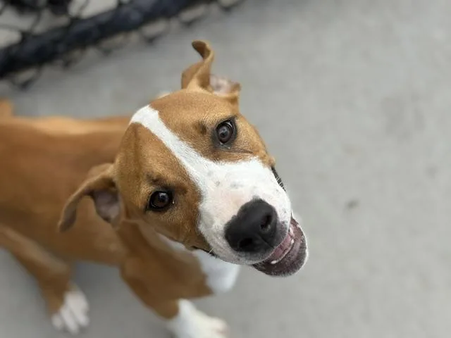 A baby small-sized male Pit Bull Terrier dog named Alex for adoption in Tulsa, OK