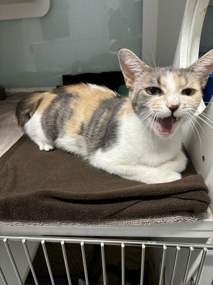 An adult medium-sized female Gray & White Domestic Short Hair cat named Karsa for adoption in Muskegon, MI