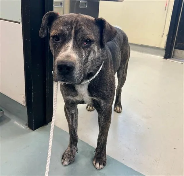 An adult large-sized male Pit Bull Terrier dog named Tiger for adoption in Lancaster, CA