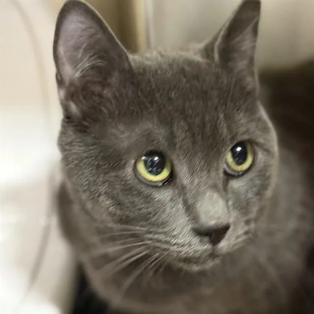 A young small-sized male Domestic Short Hair cat named Ash for adoption in Alameda, CA