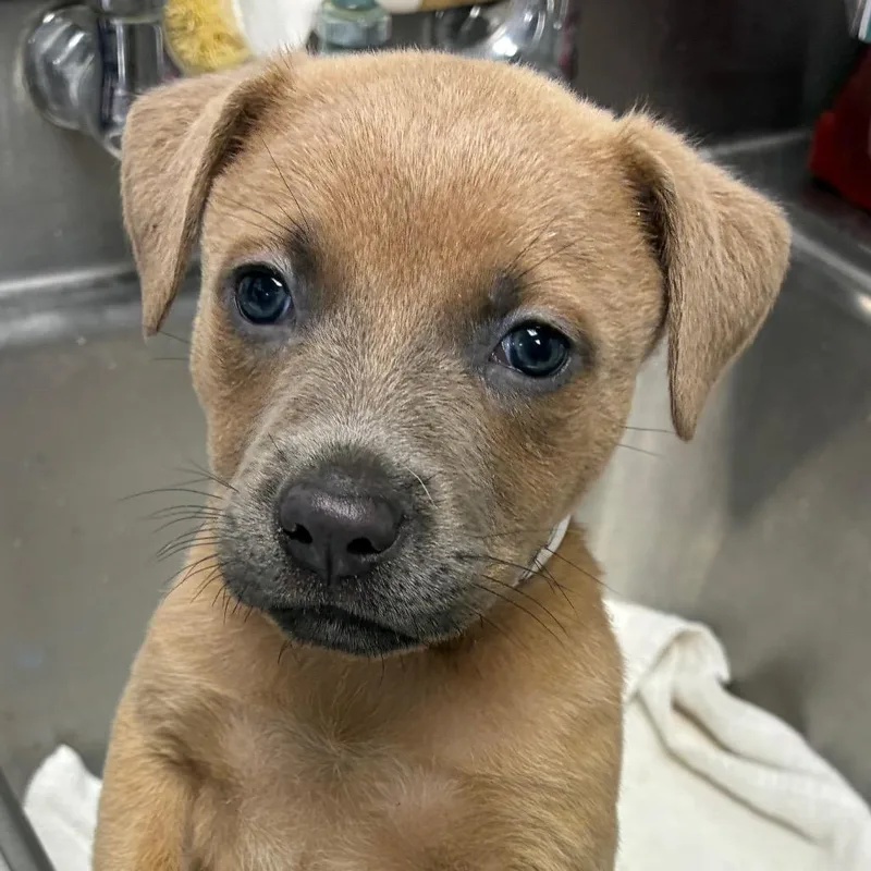 A baby small-sized female Apricot / Beige Pit Bull Terrier dog named Tango for adoption in Birmingham, AL