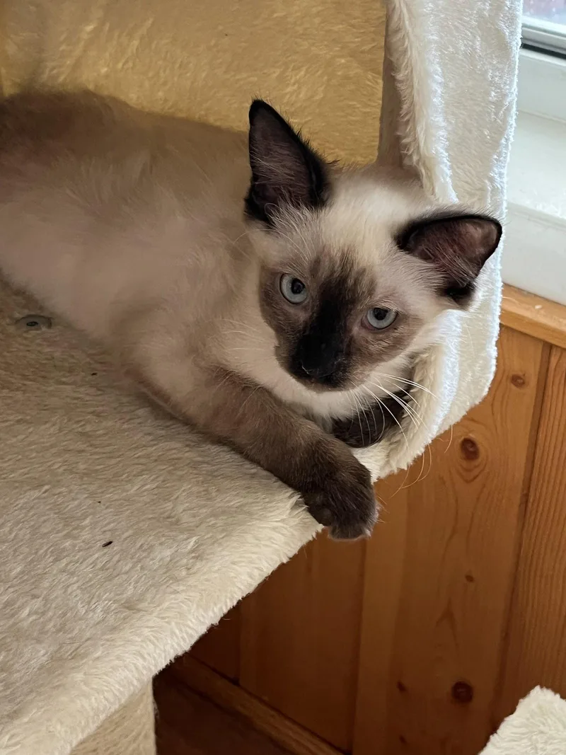 A baby small-sized female Buff / Tan / Fawn Siamese cat named Buffy for adoption in Phoenix, AZ